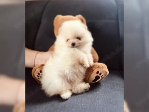 Reinrassiger Pomeranian Zwergspitz mit Ahnentafel  !!