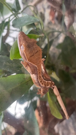 Kronengecko Jungtiere