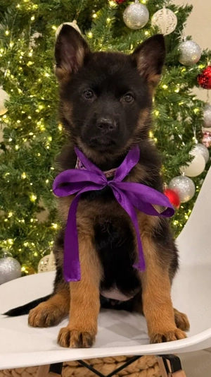 Hallo   , ich heiße Ruddy und suche ein neues Zuhause    