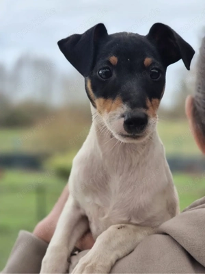 Jackrussel Ava sucht ihr-für-immer Zuhause