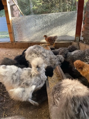 seidenhühner Bild 3