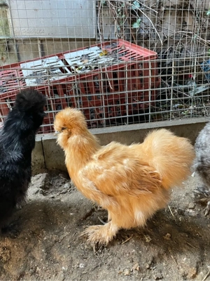 seidenhühner Bild 4