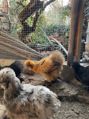 seidenhühner Bild 2