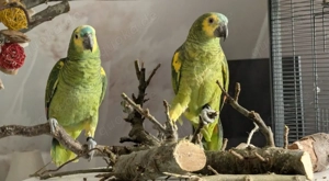 Blaustirnamazone Hähne 6 25 DNA geschl.beringt 350 für beide zusammen 