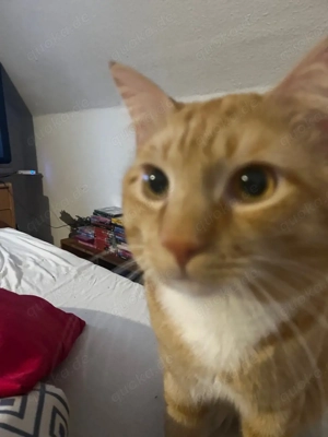 Kater norwegische Mischung