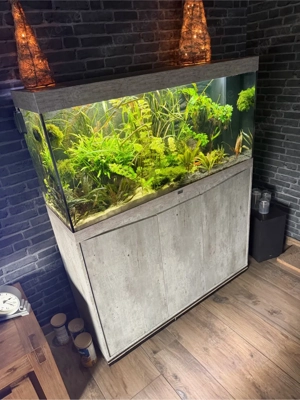 Kompletter Inhalt Aquarium, Planzen, Wurzeln , Lavasteine schwarz