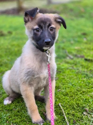 Mavi, Joker und Sontje suchen ein verantwortungsvolles Zuhause. Sie sind tierärztlich untersucht, 