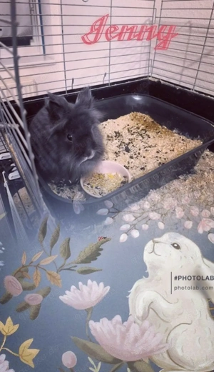 reinrassige löwenkopf Teddy Zwergkaninchen