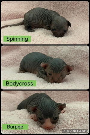 Sphinx -Kitten (Elf -Sphinx)