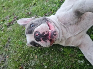 Boy sucht ein neues liebevolles Zuhause 