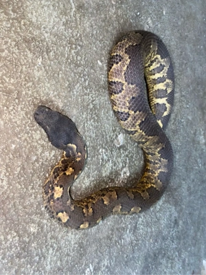 Pazifikboa, Candoia aspera Weibchen 