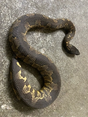 Pazifikboa, Candoia aspera Weibchen 