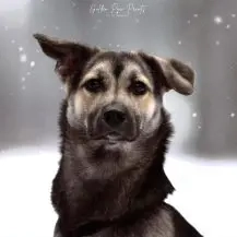 San 35 cm   Die Feinfühlige [auf Pflegestelle in 15366 Hoppegarten]