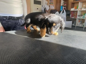 Malna, zzt. in Ungarn, ist ein typischer Welpe.