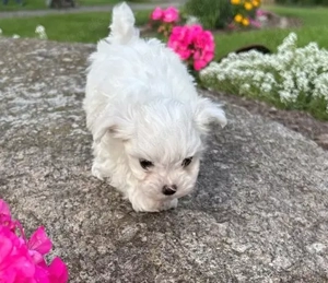 Home Raised Maltese pups 