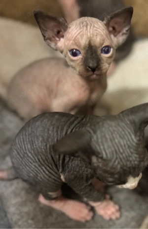 wunderschöne Canadien Sphynx Kitten suchen ab mitte April ein liebevolles Zuhause 