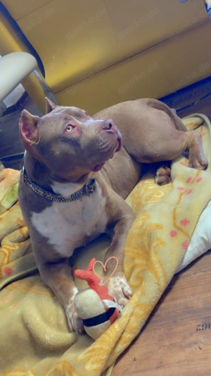 American bully Hündin 
