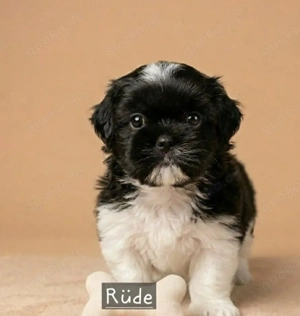 Welpen Shih Tzu 