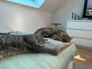 2 BKH mädels suchen liebevolles zuhause