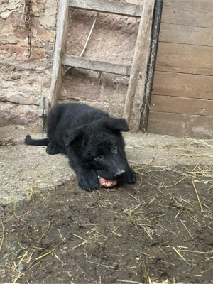 4 Altdeutsche Schäferhund Welpen 10 Wochen 