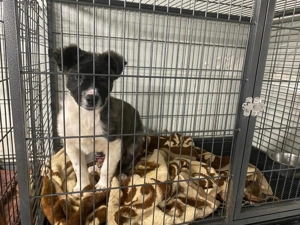 Maddox, zzt. in Ungarn, ist ein Welpe und dementsprechend verspielt, aufgeweckt, zuckersüss