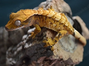 0.0.1 Kronengecko Extrem Harlequin 