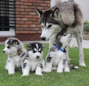 &&&& Siberian Husky Welpen mit blauen Augen &&&&