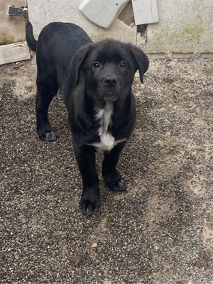 michlingswelpe sucht neues zuhause 