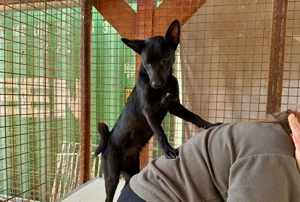 Sonic, z. Zt. in Ungarn, bin ein zauberhafter kleiner Wirbel 