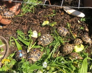 junge griechische Landschildkröten 