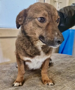 Dankbare, super sanfte Meg