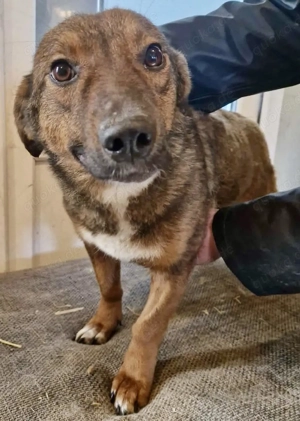 Dankbare, super sanfte Meg