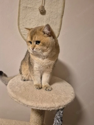 Deckkater BKH mit Erfahrung 