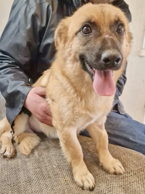 Super sanfte Pfötchengeberin Ava