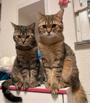 BKH Katzen sind 9 Monate alt