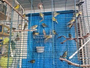 Weiblichen Erlenzeisig von 2025 