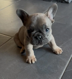 Französische Bulldogge Welpe (Rüde, 11 Wochen) sucht liebevolles Zuhause 