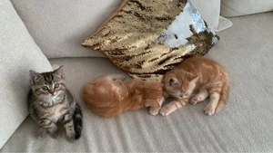 Süße Kitten suchen ein liebevolles Zuhause