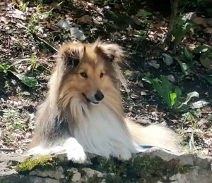 Sheltie Deckrüde  Bild 2