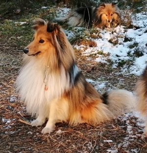 Sheltie Deckrüde  Bild 3
