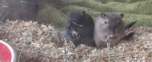 Pit und Paul 2 zahme Wüstenrennmäuse 1 Jahr suchen liebevolles artgerechtes Zuhause!