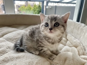 BKH Mädchen Kitten mit Impfausweis