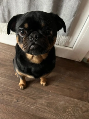 Retro Mops Deckrüde