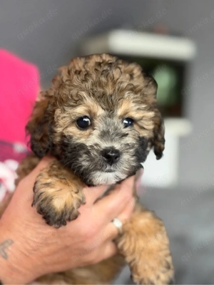 Toypudel Welpen mit Bestwerte & Top Soziallisierung