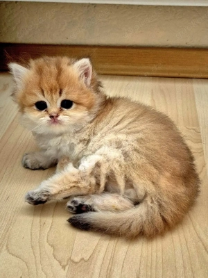 BKH BLH  Kitten Reinrassig mit Stammbaum 