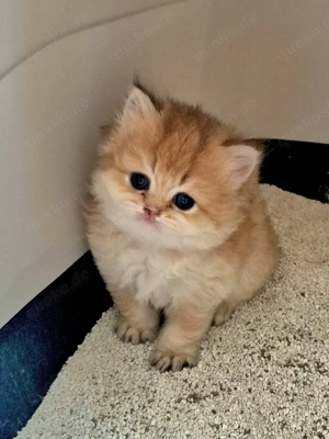 BKH BLH  Kitten Reinrassig mit Stammbaum 