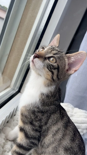 flocke sucht zuhause 