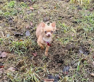 chihuahua hündin 