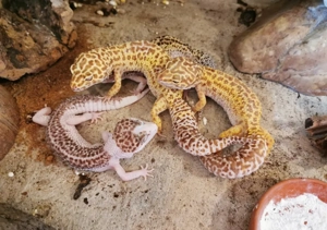 Terrarium 120x60x60 mit 7 Leopardgeckos abzugeben. 