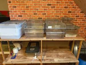 Makrolon Käfig zur zucht für Mäuse u Ratten Bild 7